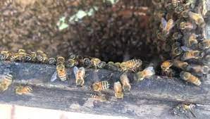 蜂巢，蜂巢蜜，蜜蜂，草屯蜂蜜，南投蜂蜜，蜂蜜體驗